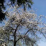 Mit Biologischem Schwimmteich By Interhome * Csernely